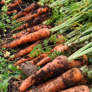 自然栽培にんじん　3kg/10kg