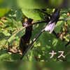 【九州からお届け！】新鮮野菜セット（5キロ箱）