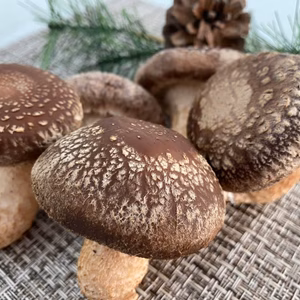 【A品】極太しいたけ500ｇ！ジューシーで歯応え抜群！