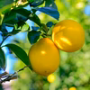 【訳アリ品】レモン（栽培期間中農薬不使用）静岡県磐田市産 