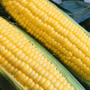 【父の日ギフト】甘さNo1‼️ トウモロコシ 味来(みらい)