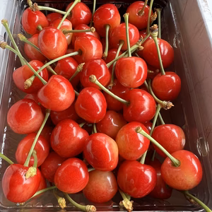 今年で最後です‼️さくらんぼ✨初夏の味✨450g6月上旬発送