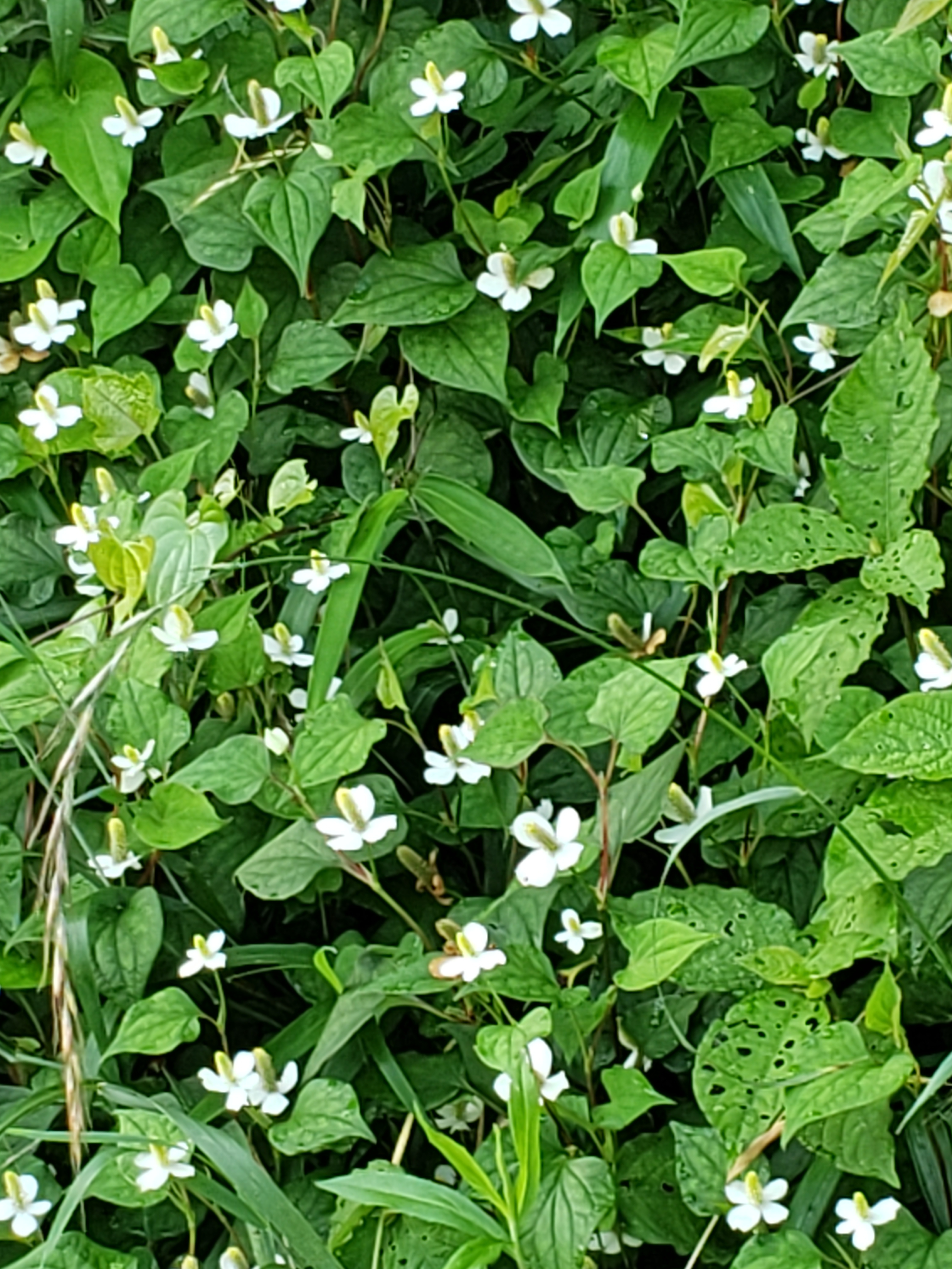 天然ドクダミ草乾燥葉茎花送料込み 農家漁師から産地直送の通販 ポケットマルシェ