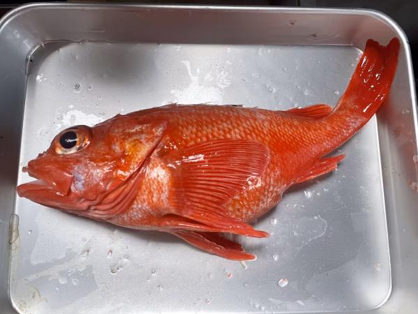 現品限り【知床羅臼直送】キンキ460g特大サイズ