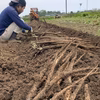 色白で風味豊か《菊池水田ごぼう》1キロ