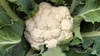 採れたてカリフラワーの野菜セット（4種類以上）
