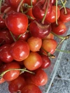 先行予約！クール便さくらんぼ葉取らず紅秀峰450g×2パック訳あり減農薬栽培