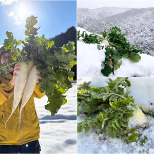 【１人１回だけの特別価】雪中大３本　≪雪国で育まれた水分・甘みたっぷりの大根≫　