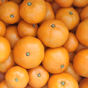 【福袋2026】柑橘食べ比べセット（3セット限定）　　