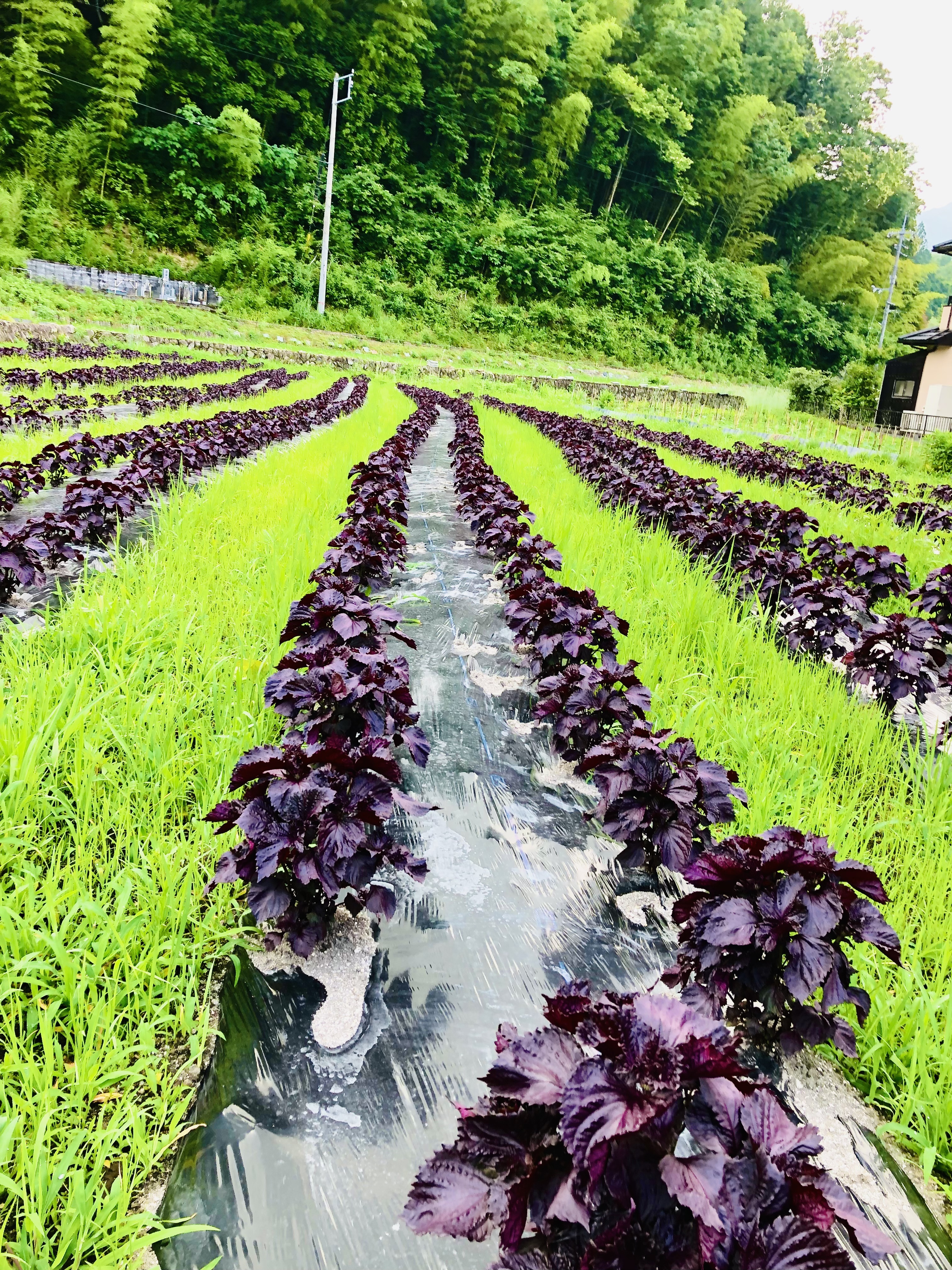 1kg【直ぐ発送】自然の香る赤紫蘇！農薬不使用！紫蘇｜紫蘇