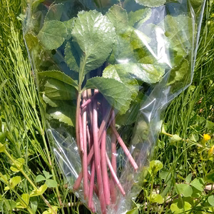 初夏にぴったり爽やかなハマボウフウ