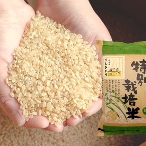 【新米】《玄米》【残留農薬ゼロ】つぶ感が人気の信州こしひかり 令和7年産