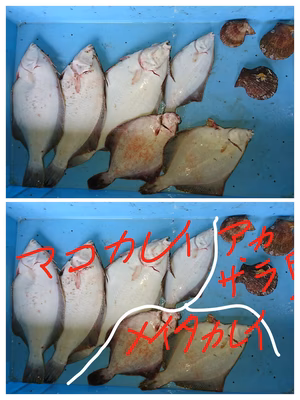 みんなの投稿の画像