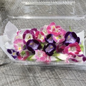 エディブルフラワー トレニア(食用花)