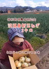 淡路島早生新玉ねぎ3キロ