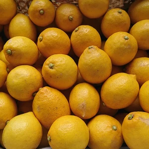 防腐剤・農薬・ワックス不使用 酸っぱいだけじゃない！甘味も感じるレモン1.5キロ