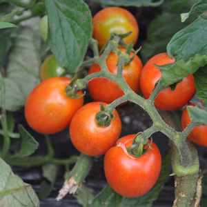 【昔ながらの露地栽培】ミニトマトアイコ３㎏・農薬、化学肥料、除草剤不使用