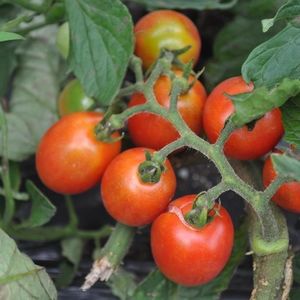 【エコトマト】露地栽培ミニトマトアイコ３㎏・農薬、化学肥料、除草剤不使用