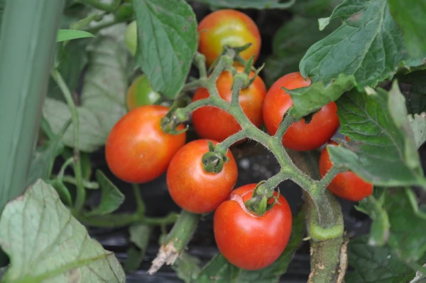 【エコトマト】露地栽培ミニトマトアイコ２㎏・農薬、化学肥料、除草剤不使用