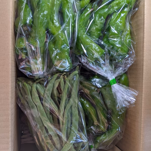 丸ナス、キュウリ、アマトウガラシ、インゲン