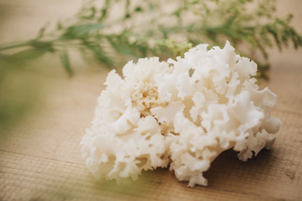 食卓に真っ白な花が咲く！幻のキノコ、ホホホタケ