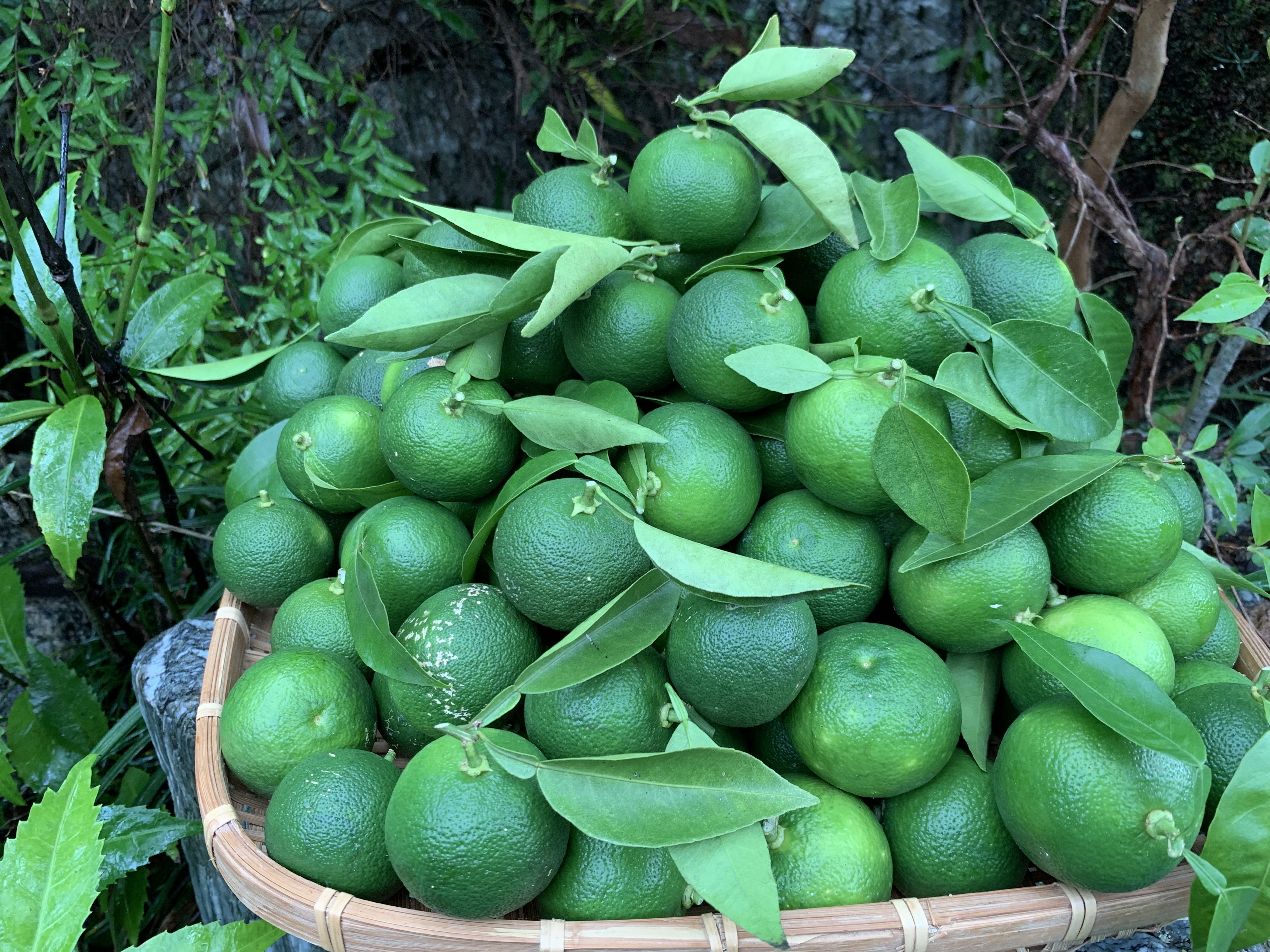 すだち スダチ 1kg 無農薬 - 果物