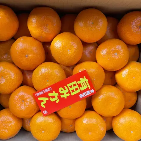 まるたま農園 大玉大粒有田みかん 箱込約5kg 1箱 約5kg(箱込)