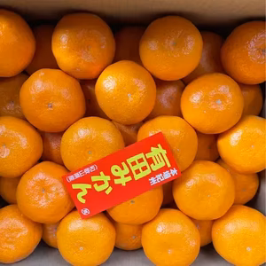 まるたま農園  大玉大粒有田みかん 箱込約5kg