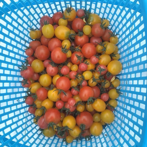 完熟 カラフル ミニトマトMix 