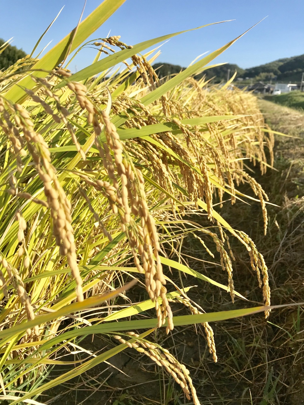 hi yukii　ヒノヒカリ 高知のお米 – ヒノヒカリ – 森徳蔵.com