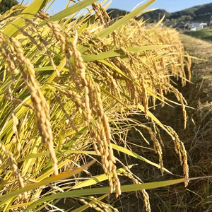 1000円引き！淡路島産　お米　ヒノヒカリ（玄米10キロ）