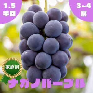【家庭用】ナガノパープル・1.5kg・2~4房