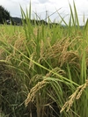 令和元年度 健康プロトン米 (玄米 &白米)  プラスα自然栽培