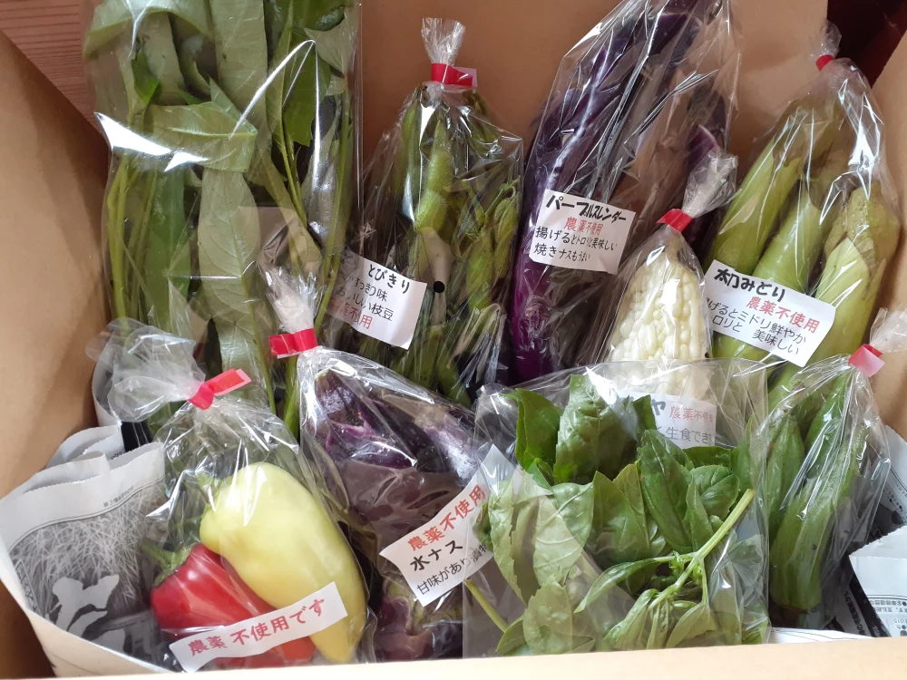 農薬不使用　越後妻有　旬のお野菜セット