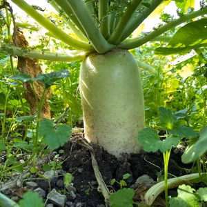 煮物が最高にうまい！ 大根（10㎏　8～12本入）