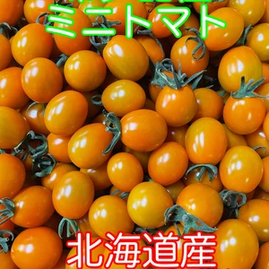 希少品種ミニトマト　北海道産　ピッコラカナリア　お試し500g