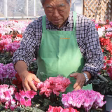 戸井田武一 | 戸井田園芸