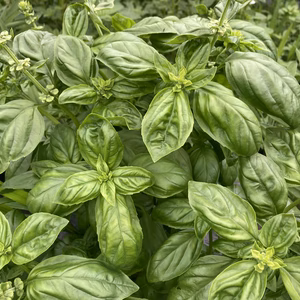 【送料無料】香り抜群！スイートバジル