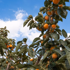 プチギフト❗️刀根早生柿発祥の地より発送いたします！たねなし柿2L