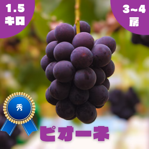 ◯9月上旬販売開始◯【秀】ピオーネ・1.5kg・2~4房