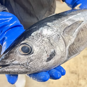 【送料込】本日発送！宮崎県産ヨコワ（クロマグロ） 3.5kg