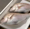【冬ギフト】柔らかい身と甘さが自慢の塩焼き真鯛【鯛の素材がそのまま！】