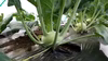 【当日収穫！】季節の固定種野菜セット（定期便）
