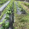 【ヤーコン】農薬・肥料不使用の自然栽培｜低カロリーで低糖質なスゴ芋！