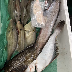 本日水揚げ‼️鮮魚ガチャ❗️ 早いもの勝ち‼️