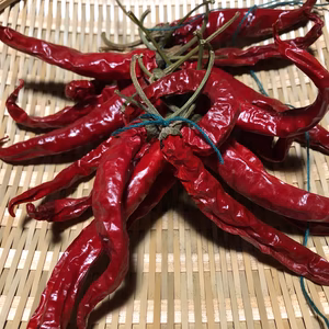 【農薬・化学肥料不使用栽培】乾燥唐辛子・南部大長とうがらし　2０本～