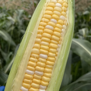 【数量限定】夏のごほうび朝採りドルチェドリーム畑から夢の甘さを8月中旬発送