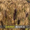 送料無料！希少！令和3年度熊本県産 自然栽培紫もち麦