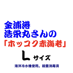 金浦港　浩栄丸さんのホッコク赤エビ『Lサイズ』