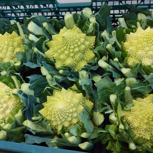 4個＊食卓をオシャレに彩る♡ロマネスコ　栃木県産 花野菜